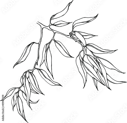 Vector linear willow branch with leaves. Hand drawn sketch by black ink , isolated on white element for floral, natural illustrations , design.