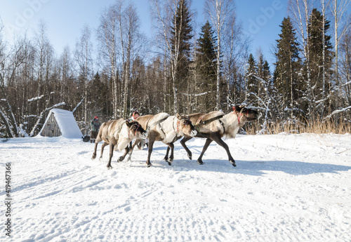 The Nenets are riding a reindeer sleigh. Deer run through the forest 