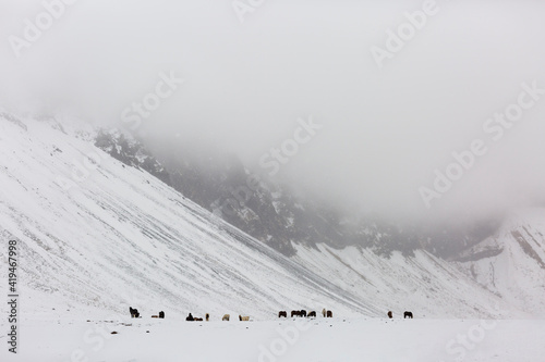 Wallpaper Mural Herd of horses pasturing in snowy meadow in highlands of Iceland on winter day Torontodigital.ca