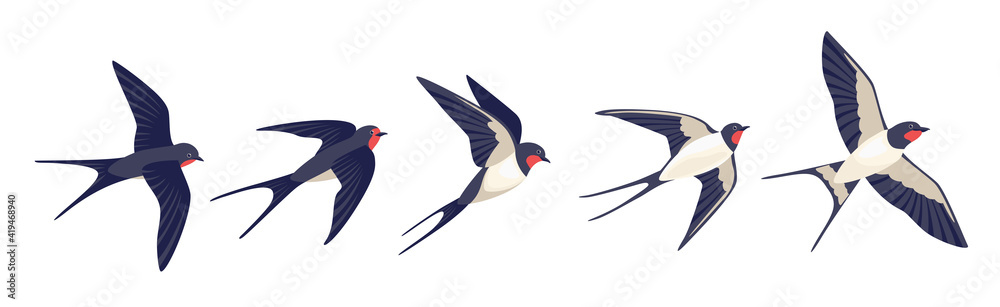 Fototapeta premium Flying swallows. Bird in flight isolated on a white background. Vector illustration in a flat style.