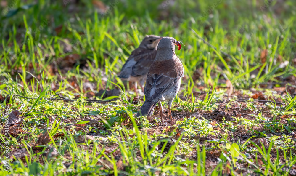 Obraz premium Thrush fieldfare, Turdus pylaris, feeds the chick with earthworms on the ground. An adult chick left the nest but his parents continue to take care of him.