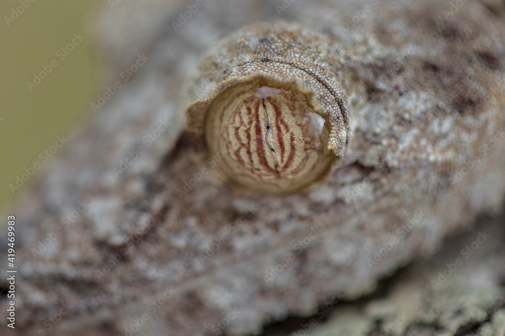 Close-up of a Madagascar Gecko perched on a tree and camouflaged with the branches Close-up of a Madagascar Gecko perched on a tree and camouflaged with the branches