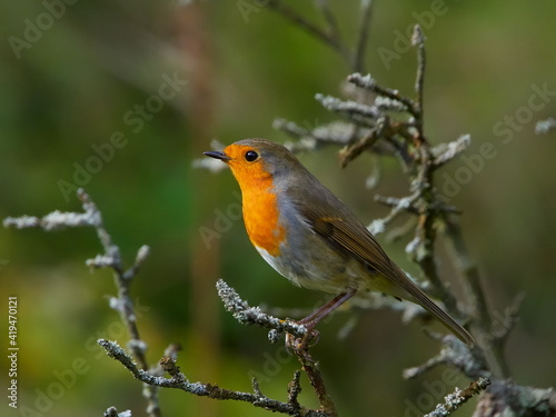 european robin (Erithacus Rubecula)