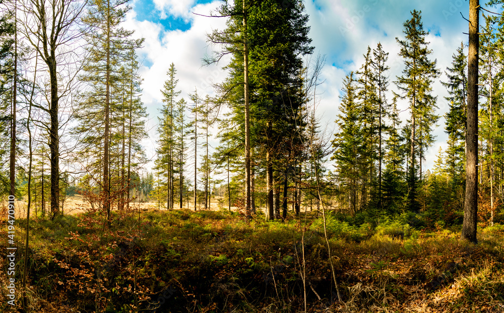 Waldstimmung