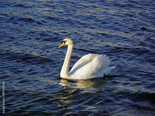 swans in Corrib river in Claddagh basin in Galway Ireland