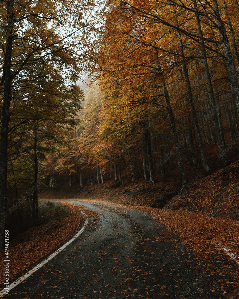 Ground level of wet asphalt road with fallen leaves going through woods on overcast day in autumn Ground level of wet asphalt road with fallen leaves going through woods on overcast day in autumn