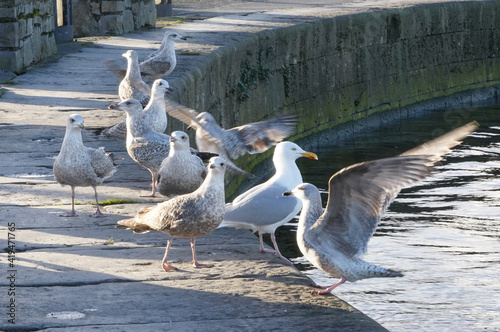 Flock of seagulls at claddagh basin in Galway, Ireland