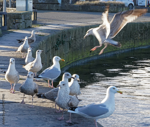 Flock of seagulls at claddagh basin in Galway, Ireland
