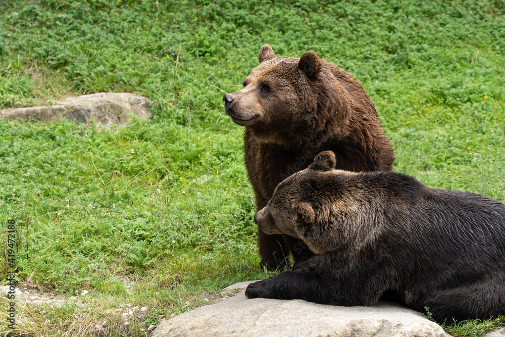 Obraz premium Braunbär