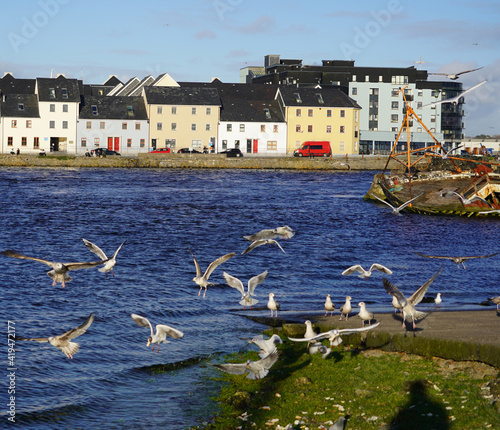 Flock of seagulls flying and swooping for food in Claddagh basin in Galway, Ireland