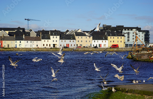 Flock of seagulls flying and swooping for food in Claddagh basin in Galway, Ireland