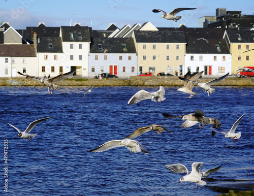 Flock of seagulls flying and swooping for food in Claddagh basin in Galway, Ireland