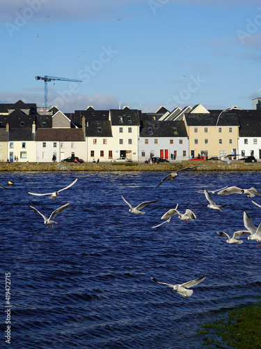 Flock of seagulls flying and swooping for food in Claddagh basin in Galway, Ireland