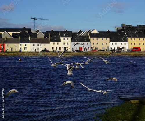 Flock of seagulls flying and swooping for food in Claddagh basin in Galway, Ireland
