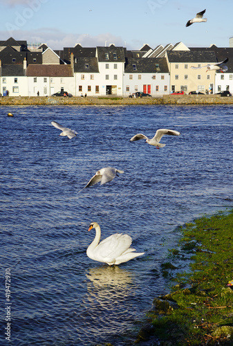 Flock of seagulls at claddagh basin in Galway, Ireland
