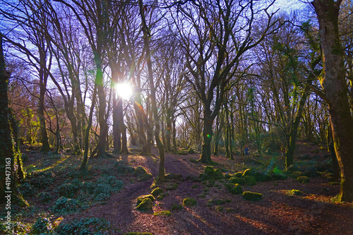 Trees at barna woods forest in Connemara Galway, Ireland