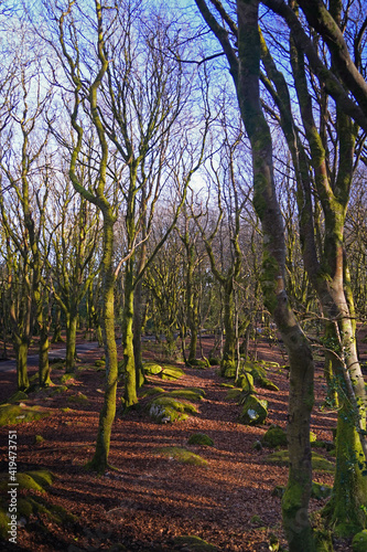 Trees at barna woods forest in Connemara Galway, Ireland