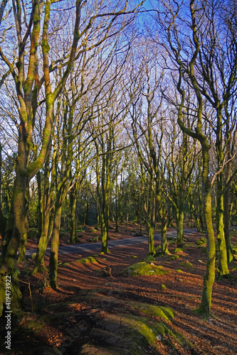 Trees at barna woods forest in Connemara Galway, Ireland
