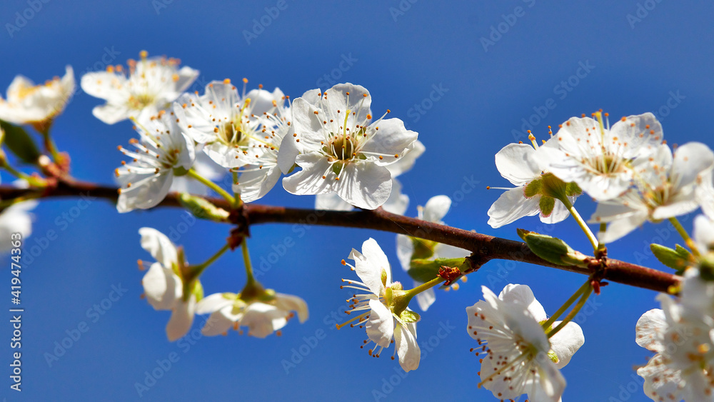 Obraz premium tree blossom