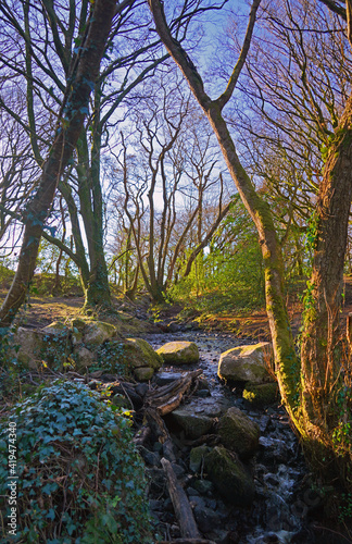 Trees at barna woods forest in Connemara Galway, Ireland