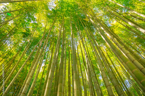 Green forest e of bamboo of Take-dera Temple in Kamakura town of Japan. Sun lit bamboo grove background for meditative concept. Bottom view of giant bamboo garden of Hokoku-ji Temple in Kamakura 