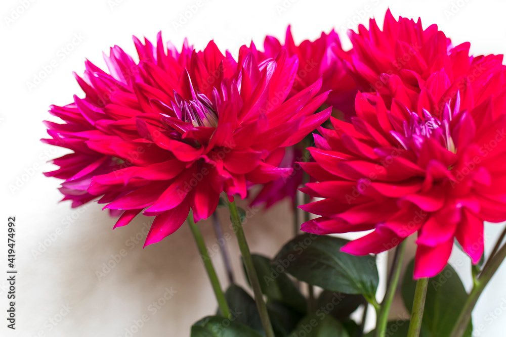 Bouquet of red dahlias on the background of a white wall.