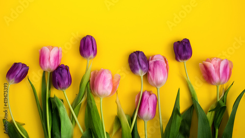 Pink and purple tulips lie in a row on a yellow festive background. Congratulatory background  postcard. Festive poster. Women s Day.