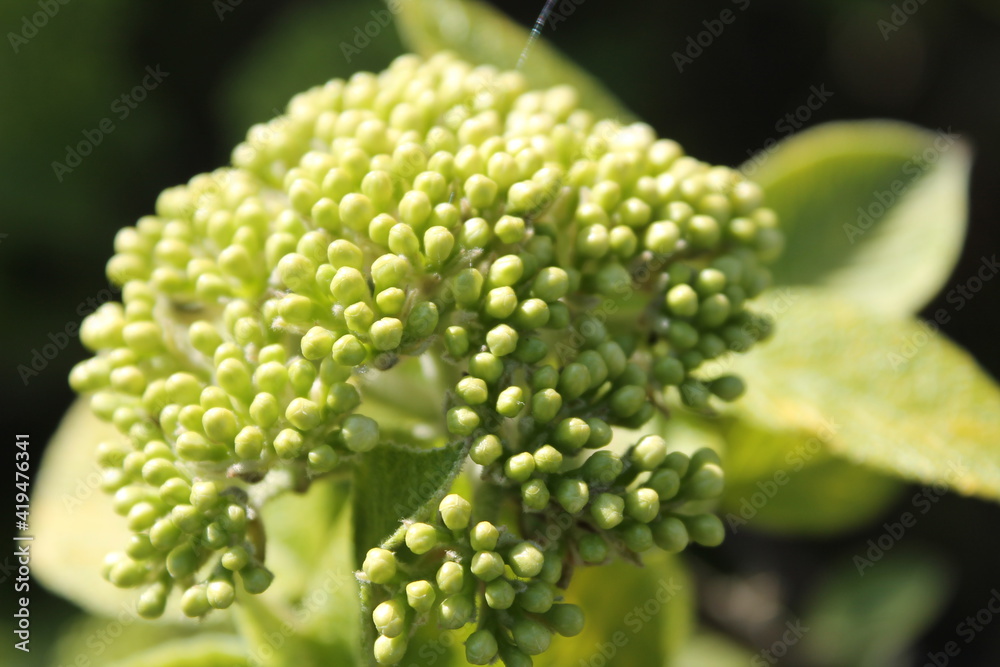 close up of a flower of a plant close up of a flower of a plant