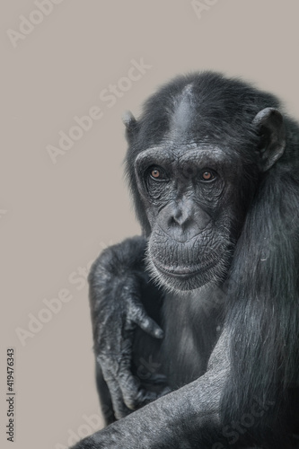 Portrait of funny Chimpanzee with a smugly smile at smooth background