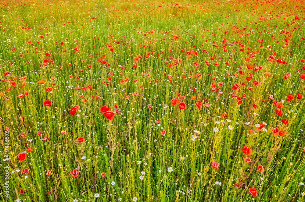Field with poppy flowers at sunset, selective focus.