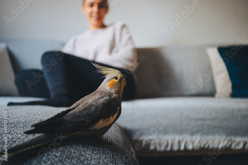 Side view of funny exotic cockatiel bird standing on sofa and woman in background in modern apartment