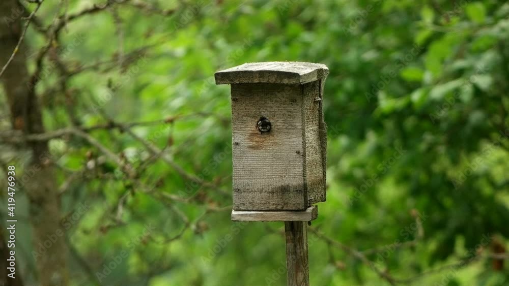 Male European pied flycatcher (Ficedula hypoleuca) arrives in the birdhouse. Slow motion. Male European pied flycatcher (Ficedula hypoleuca) arrives in the birdhouse. Slow motion.