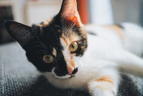 Adorable calico cat with tricolor coat sitting on comfortable sofa and looking away in modern apartment