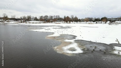 Close-up of many seagulls standing on thin ice in a river. Aerial drone 4K view. photo