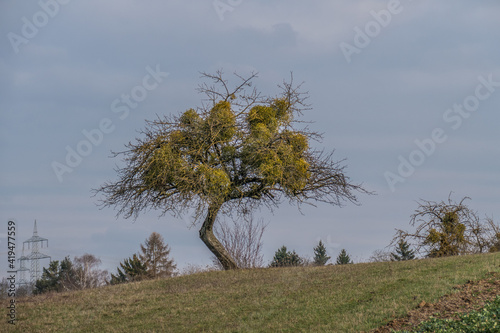 Baum mit vielen Misteln im frühjahr photo