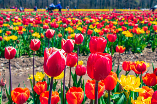 Tulips