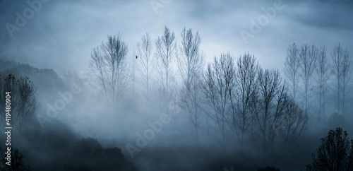 Mystical landscape of leafless trees growing in forest against gray foggy sky in evening