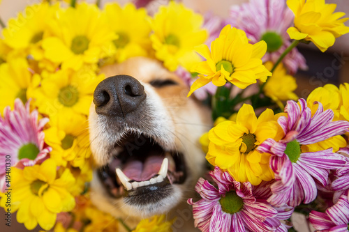 Canvastavla dog nose peeks out of yellow and pink chrysanthemum flowers