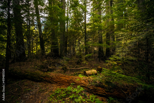 ancient forest of hemlock and cedars in the Trail of Cedars in Glacier National park in Montana.