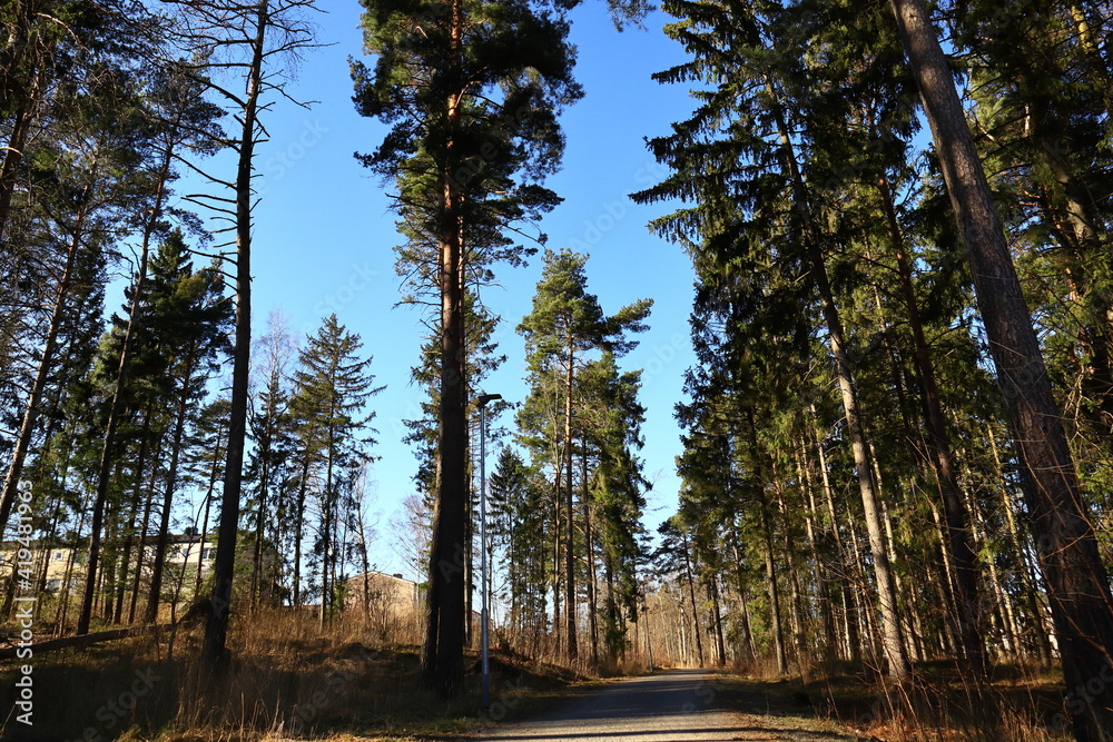 Obraz premium Nice forest walk during the spring. Asphalt road outside. Old, large and tall trees. Mostly pine a fir tree. One building in the background. Stockholm, Sweden, Europe.