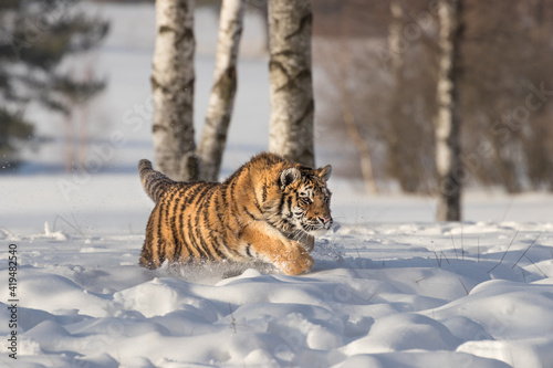 An amazing young Siberian tiger running through snow covered meadow, among birch trees. Typical environment for this beautiful, dangerous yet endangered animal. 