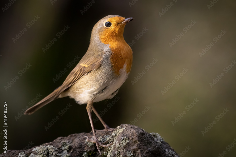 European robin, typical bird for most of the Europe. Very common, beautiful and curious. Belongs to Old World flycatcher family. Wildlife photo, typical environment. European robin, typical bird for most of the Europe. Very common, beautiful and curious. Belongs to Old World flycatcher family. Wildlife photo, typical environment.