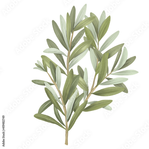 Olive tree branch hand drawn isolated illustration on white background