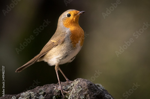 European robin, typical bird for most of the Europe. Very common, beautiful and curious. Belongs to Old World flycatcher family. Wildlife photo, typical environment.