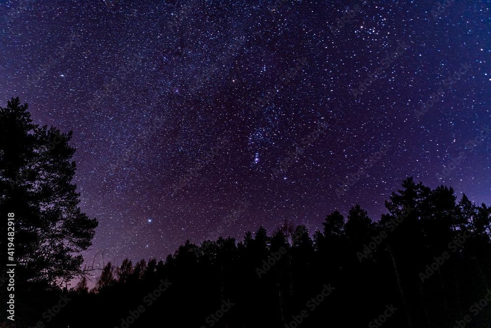 forest sky at night with stars