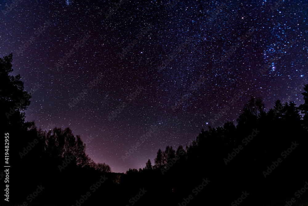 forest sky at night with stars