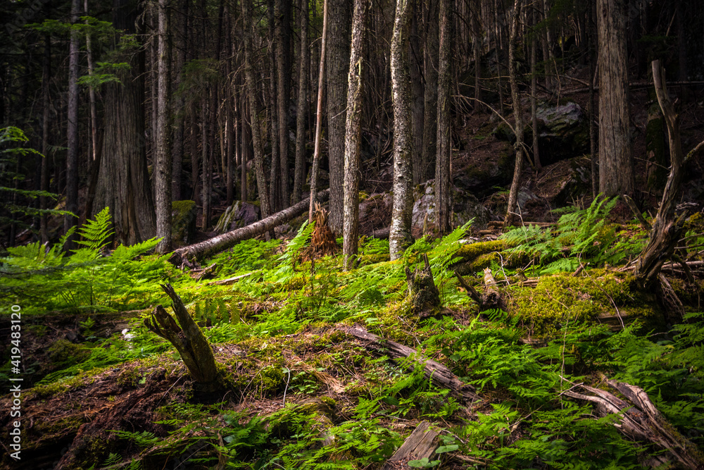 ancient forest of hemlocks and red cedars in the Avalanche Trail in Glacier national park in montana. ancient forest of hemlocks and red cedars in the Avalanche Trail in Glacier national park in montana.