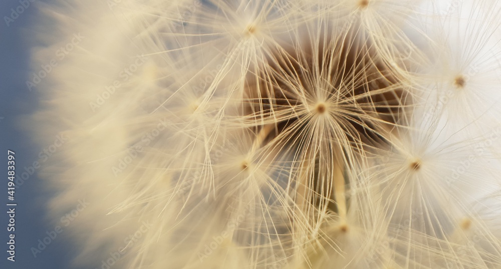 White fluffy head of dandelion flower in a close-up view on a blue background 