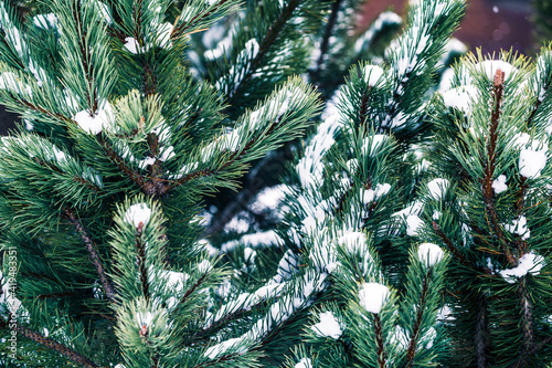 Lush green spruce tree with thin needles covering by snow in forest in winter season