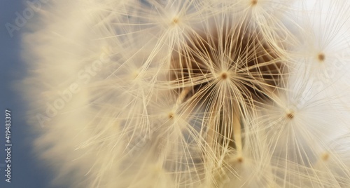 White fluffy head of dandelion flower in a close-up view on a blue background © xalex
